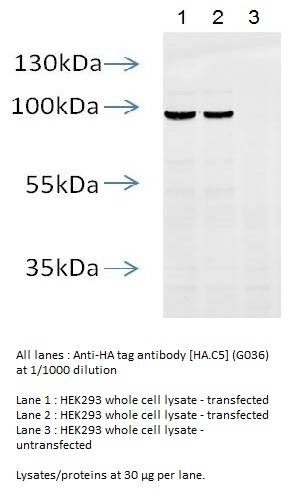 abm G036 Anti-HA Tag Antibody (Mouse Monoclonal)