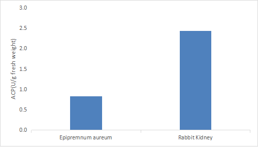 Determination ACP activity in Epipremnum aureum and Rabbit kidney by CheKine™ Micro Acid Phosphatase (ACP) Activity Assay Kit (Cat. No. KTB2360).
