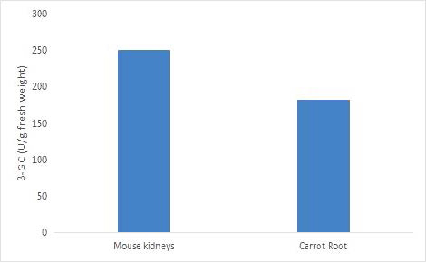Determination β-GAL activity in mouse kidneys and carrot root by CheKine™ Micro β-galactosidase (β-GAL) Activity Assay Kit (Cat. No. KTB1324).