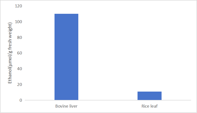 Determination of ethanol content in bovine liver and rice leaf was detected by CheKine™ Micro Ethanol Content Detection Kit (Cat. No. KTB3031).