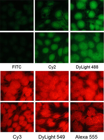 DyLight fluorescent dyes are a new family of dyes with improved brightness. DyLight 488-antibody conjugates are brighter than Cy2 and FITC conjugates and similar in brightness to Alexa Fluor 488 conjugates. DyLight 549-antibody conjugates shows brighter influoresence than TRITC conjugates. Also, DyLight 594-antibody conjugates are noticeably brighter than Alexa 594 conjugates, and much brighter and more water soluble than Texas Red conjugates.