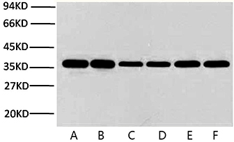 Western blot analysis (1:10000) of GAPDH expression in Rat brain (lane A), HeLa cell lysate (lane B), Mouse brain (lane C), Rabbit muscle (lane D), Chicken muscle (lane E) and Pig heart (lane F) with Anti-GAPDH Mouse Monoclonal Antibody (2B5).