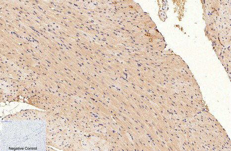 Immunohistochemical analysis of paraffin-embedded mouse heart tissue. 1, GAPDH Monoclonal Antibody (2B5) was diluted at 1:400 (4°C, overnight). Negative control was used by secondary antibody only.