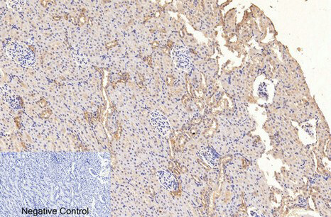 Immunohistochemical analysis of paraffin-embedded rat kidney tissue. 1, GAPDH Monoclonal Antibody (2B5) was diluted at 1:400 (4°C, overnight). Negative control was used by secondary antibody only.