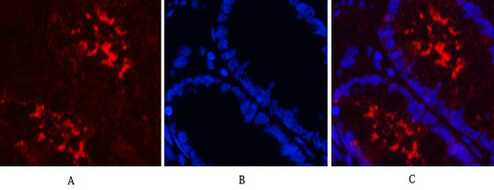 Immunofluorescence analysis of human colon tissue. GAPDH Monoclonal Antibody (2B5) (red) was diluted at 1:400 (4°C, overnight). Picture A: Target. Picture B: DAPI. Picture C: merge of A+B.