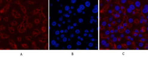 Immunofluorescence analysis of mouse liver tissue. GAPDH Monoclonal Antibody (2B5) (red) was diluted at 1:400 (4°C, overnight). Picture A: Target. Picture B: DAPI. Picture C: merge of A+B.