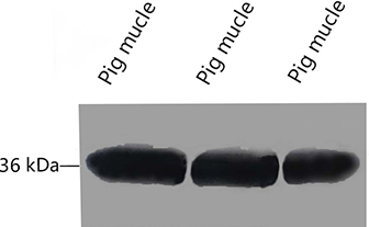 Western blot analysis of Pig muscle tissue, GAPDH Monoclonal Antibody (2B5) was diluted at 1:10000 (25°C, 3h).