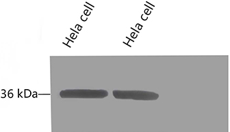 Western blot analysis of HeLa, GAPDH Monoclonal Antibody (2B5) was diluted at 1:10000 (25°C, 3h).