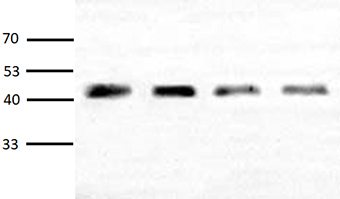 Western blot analysis of plant Actin expression in Arabidopsis (lane 1-4) with Anti-Plant Actin Mouse Monoclonal Antibody (3T3) (ABL1050, 1:2000) and HRP, Goat Anti-Mouse IgG (A21010, 1:10000).