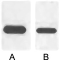 Western blot analysis of 1 μg Flag fusion protein with HRP Conjugated Anti-Flag Tag Mouse Monoclonal Antibody (1B10) in 1:2000 (lane A) and 1:5000 (lane B) dilutions.