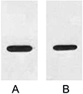Western blot analysis of 1 μg HA fusion protein with HRP Conjugated Anti-HA Tag Mouse Monoclonal Antibody (4F6) in 1:2000 (lane A) and 1:3000 (lane B) dilutions.