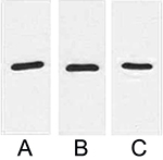 Western blot analysis of 1 μg RFP fusion protein with Anti-RFP monoclonal antibody in 1:2000 (lane A) , 1:3000 (lane B) and 1:5000 (lane C) dilutions.