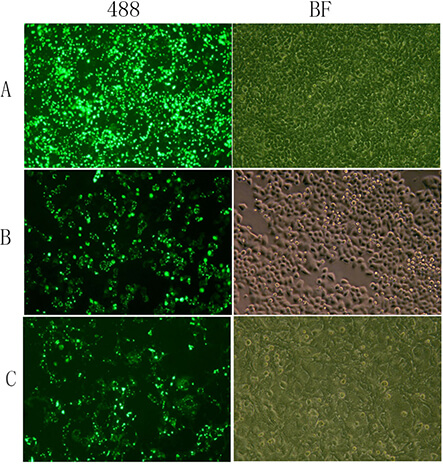 The transfection effect of HEK293T cells (A), HeLa cells (B), and COS-7 cells (C) using SuperKine™ Lipo3.0 Efficient Transfection Reagent (Abbkine, Cat. No. BMU111-EN).