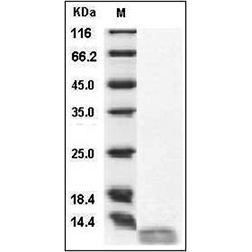 SDS-PAGE analysis of Human IL-13 protein.