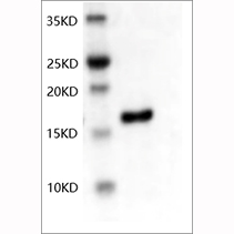 SDS-PAGE analysis of Human bFGF protein.