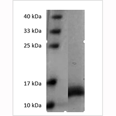 SDS-PAGE analysis of Human GM-CSF protein.