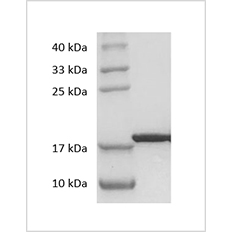 SDS-PAGE analysis of Human IL-33 protein.