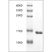 SDS-PAGE analysis of Human IL-36α protein.