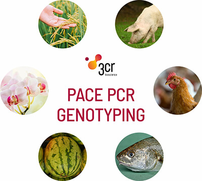 PACE PCR genotyping
