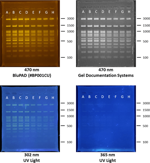 Compatibility Test Compatibility test - DNA Ladder (DM003-R500, Bio-Helix) was run in 2% agarose gel (MB755-0100, Bio-Helix) with TAE buffer loaded with the premix of Prime Juice (LD011-1000, Bio-Helix) from Lane A-D, as well as Novel Juice (LD001-1000, Bio-Helix) from Lane E-H. The gel images were taken by different devices to show the appearances of both dyes.