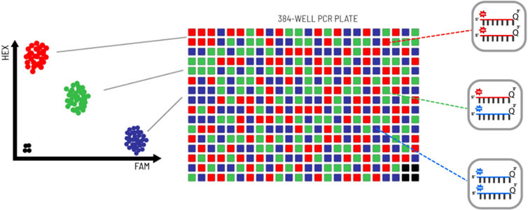 A typical genotyping cluster plot from a 384-well fluorescent plate read following a SNP genotyping reaction with PACE Genotyping Master Mix. A red signal is generated from homozygous HEX samples; a blue signal is generated from homozygous FAM samples; a green signal is generated from HEX/FAM heterozygous samples. Black samples at the origin are the no-template controls (NTCs).