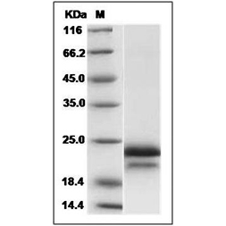SDS-PAGE analysis of Human VEGF165 protein.