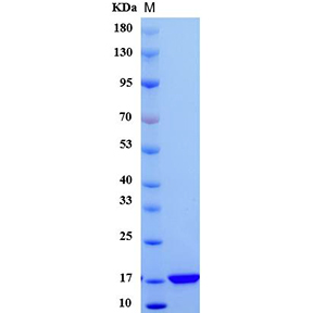 SDS-PAGE analysis of Mouse bFGF protein.