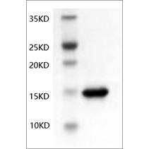 SDS-PAGE analysis of Human TNF-α protein.