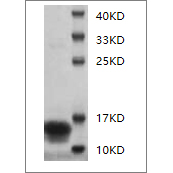 SDS-PAGE analysis of Mouse IFN-gamma protein.