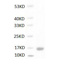 SDS-PAGE analysis of Human VEGF121 protein.