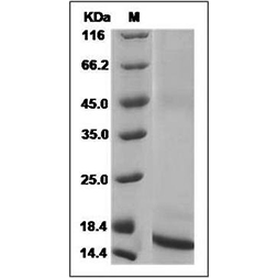 SDS-PAGE analysis of Mouse TGF-β1 protein.
