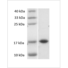 SDS-PAGE analysis of Mouse IL-33 protein.