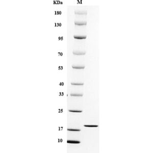 SDS-PAGE analysis of Mouse IL-1β protein.