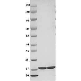 SDS-PAGE analysis of Rat IL-1β protein.