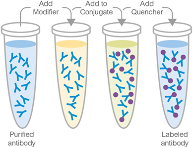 Abcam Lightning-Link® Conjugation Kit