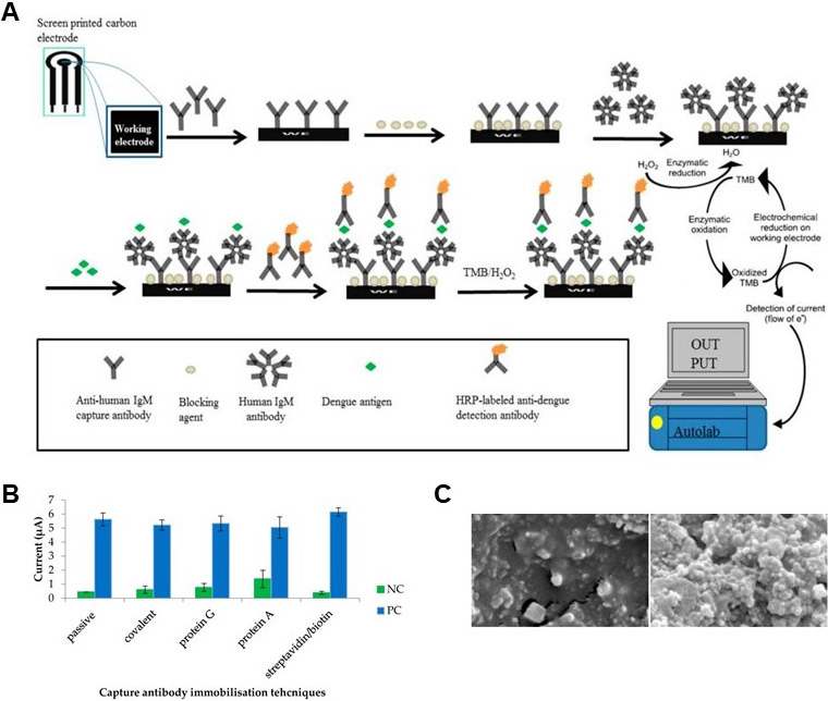 Screen-printed carbon electrodes (SPCEs). Parkash, Om, et al used HRP Conjugation Kit - Lightning-Link® (ab102890) as part of the development and evaluation of a biosensor based on screen-printed carbon electrodes (SPCEs) for the detection of dengue-specific immunoglobulin M (IgM) antibodies. They used the kit to conjugate HRP to anti-dengue antibody for use in conjugation. (A) Schematic diagram of the screen printed carbon electrode (SCPE)-based dengue IgM biosensor. The biosensor was constructed by sequentially adding optimised concentration of anti-human IgM capture antibody, blocking agent, human IgM antibody or serum sample, dengue antigen and detection antibody, with washing steps in between. Electrochemical signal was generated following addition of TMB substrate. (B) Comparison of various immobilisation techniques for the goat anti-human IgM capture antibody. NC : negative control consisting of a dengue IgM negative serum sample; PC : dengue IgM positive serum sample. (C) Field Emission Scanning Electron Microscopy (FESEM) surface images of (left panel) a bare carbon electrode and (right panel) a carbon electrode modified with an anti-human IgM antibody using the streptavidin/biotin immobilisation system. Both capture and detection antibodies were labeled using Lightning-Link® conjugation kits (ab201796 and ab102890).