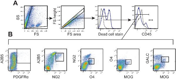 Flow Cytometry. Robinson, Andrew P., et al used PE / R-Phycoerythrin Conjugation Kit - Lightning-Link® (ab102918) as part of characterizing oligodendroglial populations. They used the kit to conjugate PE / R-Phycoerythrin to Mouse monoclonal anti-GALC antibody for use in flow cytometry. SJL/J mice were immunized with PLP139-151 and scored daily for clinical disease. A cohort of SJL/J mice was sacrificed, and spinal cords were analyzed by flow cytometry (n=5). (A) Cells were distinguished from debris by forward and side scatter then singlet cells were gated. Live cells were gated by dead cell exclusion, and CNS resident cells were identified as CD45- or CD45low. (B) Oligodendroglial cells were defined by double positive staining : A2B5+PDGFRalpha+ early OPCs, A2B5+NG2+ intermediate OPCs, NG2+O4+ late OPCs, O4+MOG+ pre-myelinating oligodendrocytes, and GALC+MOG+ mature oligodendrocytes.