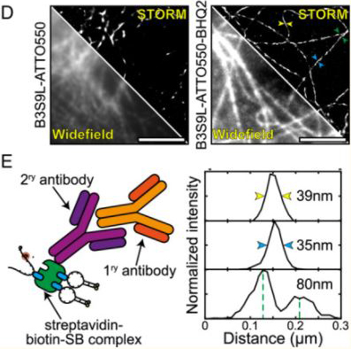 Single-molecule localization microscopy. Pereira, Pedro M., et al used Streptavidin Conjugation Kit - Lightning-Link® (ab102921) as part of examining super-resolution fluorescent probes for Single-molecule localization microscopy. They used the kit to conjugate Streptavidin to anti-mouse secondary antibody for use in fixed-cell imaging. D, Pre-acquisition snapshot (WF) and SMLM reconstruction (STORM) of β-tubulin immunolabelling with B3S9L SB (B3S9L-ATTO555-BHQ2) and control probe (B3S9L-ATTO555). Scale bars are 5 μm. E, Schematic representation of the strategy used to perform β-tubulin immunolabelling (left), measurement of Full With Half Maximum (FWHM) and distances between structures on the highlighted regions in D.