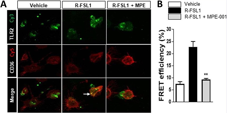 Fluorescence Resonance Energy Transfer (FRET). Mellal, Katia, et al used Cy5® Conjugation Kit (Fast) - Lightning-Link® (ab188288) as part of examining effects of MPE-001 on the CD36/TLR2 interaction. They used the kit to conjugate Cy5® to anti-CD36 antibody (ab80080) for use in FRET. Peritoneal MPs were stimulated with 300 ng/ml R-FSL1 in the presence of 10-7 M MPE-001 or vehicle. (A) MPE-001 disrupted the interaction between CD36 labeled with Cy5 (red) using the Cy5® Conjugation Kit (Fast) - Lightning-Link® (ab188288) and TLR2 labeled with Cy3 (green) using the Cy3® Conjugation Kit (Fast) - Lightning-Link® (ab188287) as assessed by FRET after 5 min stimulation with R-FSL1. (B) Percentage of energy transfer measured using LSM-700 confocal microscope (Zeiss). One-way ANOVA test with Newman-Keuls post-test for multiple comparison was performed. *P<0.05, **P<0.01 and ***P <0.001 vs R-FSL1. Data are shown as mean ±S.E.M.