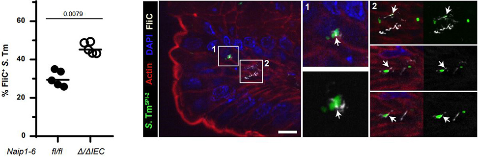 Immunohistochemistry. Hausmann, Annika, et al used Cy3® Conjugation Kit (Fast) - Lightning-Link® (ab188287) as part of examining flagella expression in mice orally infected with Salmonella Typhimurium (S. Tm). They used the kit to conjugate Cy3® to anti-FliC antibody for use in immunohistochemistry. Intestinal epithelial cell (IEC)-specific deletion of NAIP1-6 (Naip1-6/IEC; open circles; ntotal S. Tm=776) leads to an increase of flagellated S. Tm at 12 hpi within the cecal mucosa (Naip1-6fl/fl; circles; ntotal S. Tm=238). Quantifications are based on immunofluorescence staining for the flagella subunit FliC. Black bar, median. Statistical analysis, Mann-Whitney-U Test, p-value indicated. Scale bar, 10 μm.