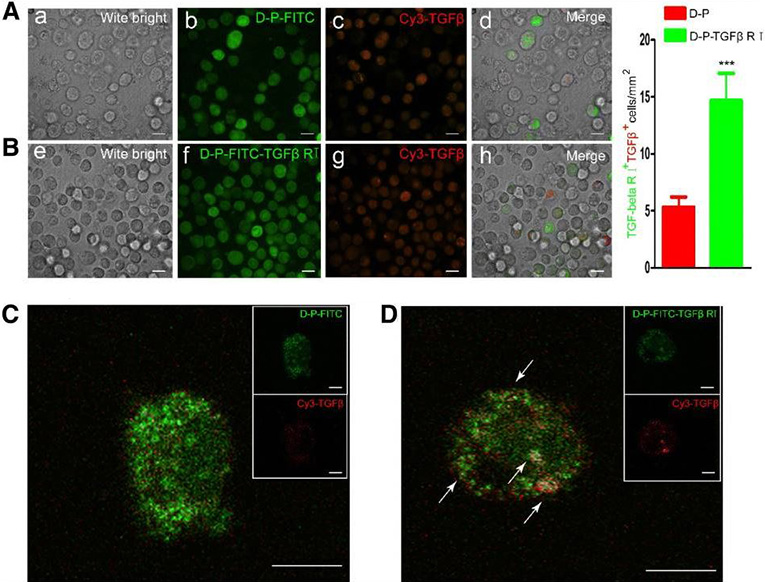 Fluorescence Microscopy. Zhang, Fei, Yuan Xie, and Yuhao Bian used Cy3® Conjugation Kit (Fast) - Lightning-Link® (ab188287) as part of examining cardiomyogenic differentiation of adipose-derived stem cells. They used the kit to conjugate TGF-β1 protein to Cy3® for use in confocal microscopy. Confocal microscopy was performed to analyze (A, B) TGF-1 binding to rTGF-1 RI on ADSC cell membranes and to visualize (C, D) the colocalization of rTGF-β1 RI (DMPE-PEG-TGF-β1 RI-FITC) and TGF-1 (Cy3-TGF-1) on the surface of ADSCs at 64 oil immersion (scale bar, 100 μm; *p<0.05, **p<0.01, ***p<0.001).