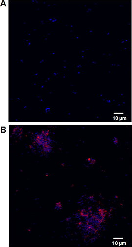 Immunocytochemistry/ Immunofluorescence. Dassanayake, Rohana P et al used ab188288 as part of examining the antimicrobial activity of bovine NK-lysin-derived peptides. They used the kit to conjugate Cy5® to NK2A peptide for use in confocal microscopy. H. somni was incubated with unconjugated Cy5 (A) or 20 μM NK2A-Cy5 conjugate for 30 min and bacterial nuclear contents were stained with DAPI. NK2A-Cy5 conjugate is shown in red and DAPI is shown in blue.
