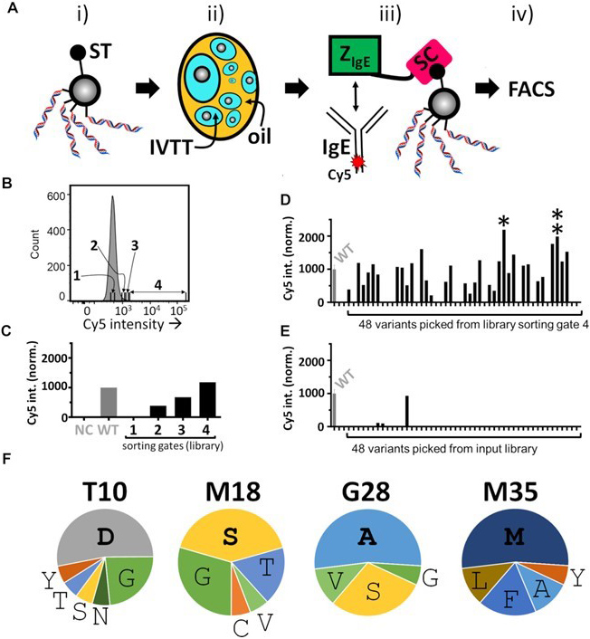 Flow Cytometry. Lindenburg, Laurens, et al used Cy5® Conjugation Kit (Fast) - Lightning-Link® (ab188288) as part of examining microemulsion-based bead display screening of the ZIgE SpliMLiB library. They used the kit to conjugate Cy5® to Native human IgE protein (Azide free) (ab65866) for use in FACS. (A) Schematic overview of a round of SpliMLiB-enabled directed evolution of ZIgE. SpliMLiB beads (i) were singly encapsulated in emulsion IVTT at 37°C for 1 h (ii), sufficient time to allow for both ZIgE-SpyCatcher variants' expression as well as for their SpyTag-SpyCatcher-mediated immobilisation on the bead surface, after which the emulsion was broken, and the washed beads were exposed to Cy5-labelled IgE (iii), followed by flow cytometric sorting of beads based on Cy5 signal (iv). (B) Representative histogram recorded during the flow cytometric sorting of SpliMLiB ZIgE library beads. The range of fluorescence intensity used for each of the sorting gates 1-4 is indicated. (C) Analysis of pooled, recovered and subcloned DNA from the sorting gates set out in panel B. DNA was used to express protein in IVTT under bulk, i.e. non-emulsion conditions, in the presence of SpyTag-functionalised microbeads. The microbeads, having captured the SpyCatcher fusion proteins, were then incubated with 200 nM IgE-Cy5 and analysed by flow cytometry. Cy5 fluorescence intensity was normalised to a sample prepared from beads exposed to purified ZIgEwild-type-SpyCatcher protein (WT, grey bar). Negative control (NC) was beads not exposed to any ZIgE-SpyCatcher protein. (D) Analysis of bacterially expressed & purified variants derived from the stringently sorted library output from FACS sorting gate 4. Beads that had been bound with ZIgE-SpyCatcher variants were incubated with 200 nM IgE-Cy5 and analysed by flow cytometry. ZIgEwild-type-SpyCatcher (labelled WT) was included as control and was used to normalise all fluorescent values. The variant showing the highest Cy5 median signal (variant 33, marked by a single asterisk) and second highest (variant 44, marked by a double asterisk) signal were taken forward for further analysis. (E) As panel D, except for 48 randomly picked clones derived from the unsorted SpliMLiB input library beads. (F) Frequencies of amino acids encountered in selected variants displaying a higher binding signal than ZIgEwild-type-SpyCatcher (17 in total). The most frequent amino acid at each position is indicated in bold to emphasise it.