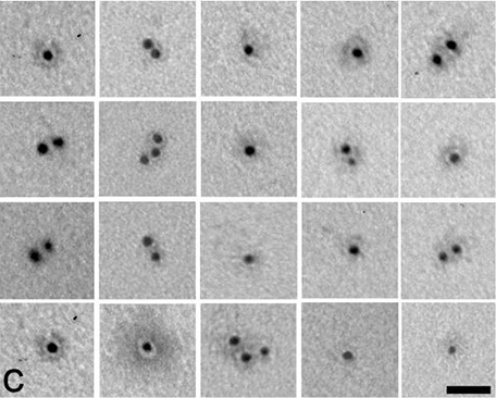 Electron Microscopy. Hansen, Uwe, et al used Biotinylation Kit / Biotin Conjugation Kit (Fast, Type A) - Lightning-Link® (ab201795) as part of examining WARP-collagen IV interactions in in vitro in cartilage. They used the kit to conjugate biotin to recombinant WARP for use in Electron Microscopy. Biotinylated recombinant WARP was visualized by 5 nm gold labeled with streptavidin. Scale bar is 25 nm.