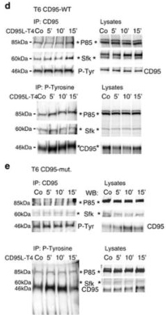Western Blot. Drachsler, Moritz, et al used Biotinylation Kit / Biotin Conjugation Kit (Fast, Type A) - Lightning-Link® (ab201795) as part of examining expression of CD95. They used the kit to conjugate biotin to anti-human CD95 for use in Western blot. IP for CD95 and P-Tyrosine GSCs in naive, CD95-WT and CD95-mut GBM cells stimulated with CD95L-T4. Blots were probed with anti-P85 (regulatory PI3K subunit), anti-Sfk, anti-CD95 or anti-P-Tyrosine antibodies, respectively. 