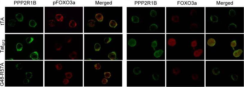Fluorescence Microscopy. Kim, Nayoung, et al used APC Conjugation Kit - Lightning-Link® (ab201807) as part of examining apoptosis in HIV-1-infected CD4+ primary T cells. They used the kit to conjugate APC to anti-pFOXO3a antibody for use in confocal microscopy. Jurkat T cells expressing tTA alone, TatSF2+tTA, or TatSF2G48-R57A +tTA were stained with antibodies against PPP2R1B (first and forth columns of panels, green), pFOXO3a (second column, red), and FOXO3a (forth column, red).
