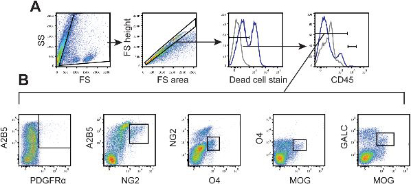 Flow Cytometry. Robinson, Andrew P., et al used APC Conjugation Kit - Lightning-Link® (ab201807) as part of characterizing oligodendroglial populations. They used the kit to conjugate APC to Mouse anti-O4 antibody, clone 81, for use in flow cytometry. SJL/J mice were immunized with PLP139–151 and scored daily for clinical disease. A cohort of SJL/J mice was sacrificed, and spinal cords were analyzed by flow cytometry (n = 5). (A) Cells were distinguished from debris by forward and side scatter then singlet cells were gated. Live cells were gated by dead cell exclusion, and CNS resident cells were identified as CD45− or CD45low. (B) Oligodendroglial cells were defined by double positive staining : A2B5+PDGFRα+ early OPCs, A2B5+NG2+ intermediate OPCs, NG2+O4+ late OPCs, O4+MOG+ pre-myelinating oligodendrocytes, and GALC+MOG+ mature oligodendrocytes.