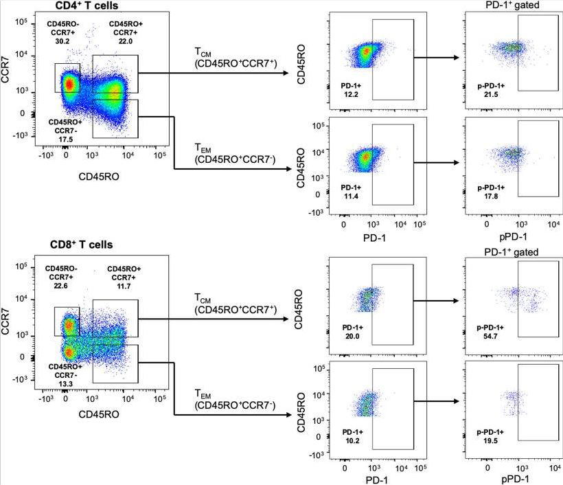 Flow Cytometry. Bardhan, Kankana, et al used Alexa Fluor® 488 Conjugation Kit (Fast) - Lightning-Link® (ab236553) as part of examining PD-1pY248+ (pPD-1) expression in human T cells. They used the kit to conjugate Alexa Fluor® 488 to Anti-PD-1pY248 antibody for use in flow cytometry. pPD-1 is predominantly expressed in CD8+ TCM cells. CCR7 and CD45RO markers were used to identify central memory (TCM) and effector memory (TEM) T cells. After gating on CD45RO expression, TCM (CD45RO+CCR7+) and TEM (CD45RO+CCR7−) CD4+ and CD8+ T cells were identified by assessing expression of CCR7. In TCM and TEM populations, expression of PD-1 was determined and, subsequently, expression of pPD-1 (pPD-1-Y248) was assessed in the PD-1+ population within each subset. Results are representative of six separate experiments.