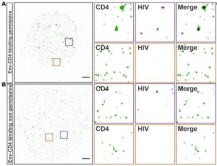 Single-molecule super-resolution imaging. Yuan, Yue, et al used Alexa Fluor 647 Conjugation Kit (Fast) - Lightning-Link (ab269823) as part of examining changes in the nanoscale organisation of CD4 on the surface of CD4+ T cells following HIV-1 binding. They used the kit to conjugate Alexa Fluor 647 to anti-CD4 antibody (OKT4) for use in single-molecule super-resolution imaging. Representative TIRF-STORM images, and selected magnified regions (insets) of cell-surface CD4 (green) and HIV p24 (magenta). Scale bar = 2 µm.