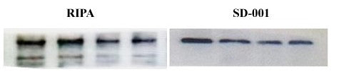 與 RIPA buffer 方式相比,Minute™ Kit (SD-001) 萃取出的總蛋白質在 Western Blot 實驗中,背景更乾淨,展現出良好的訊噪比。 Total proteins were extracted from zebrafish with RIPA buffer or Minute™ Kit (SD-001). Equal amount of proteins were loaded onto 4 lanes and probed with anti-GAPDH with the same dilution. The background is much cleaner with SD-001 extracted sample. Image courtesy of Chengdu University of Chinese Medicine.